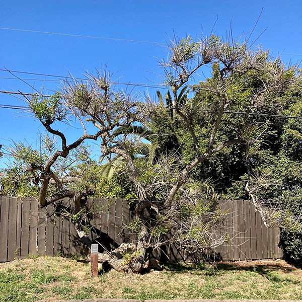 Coral Tree