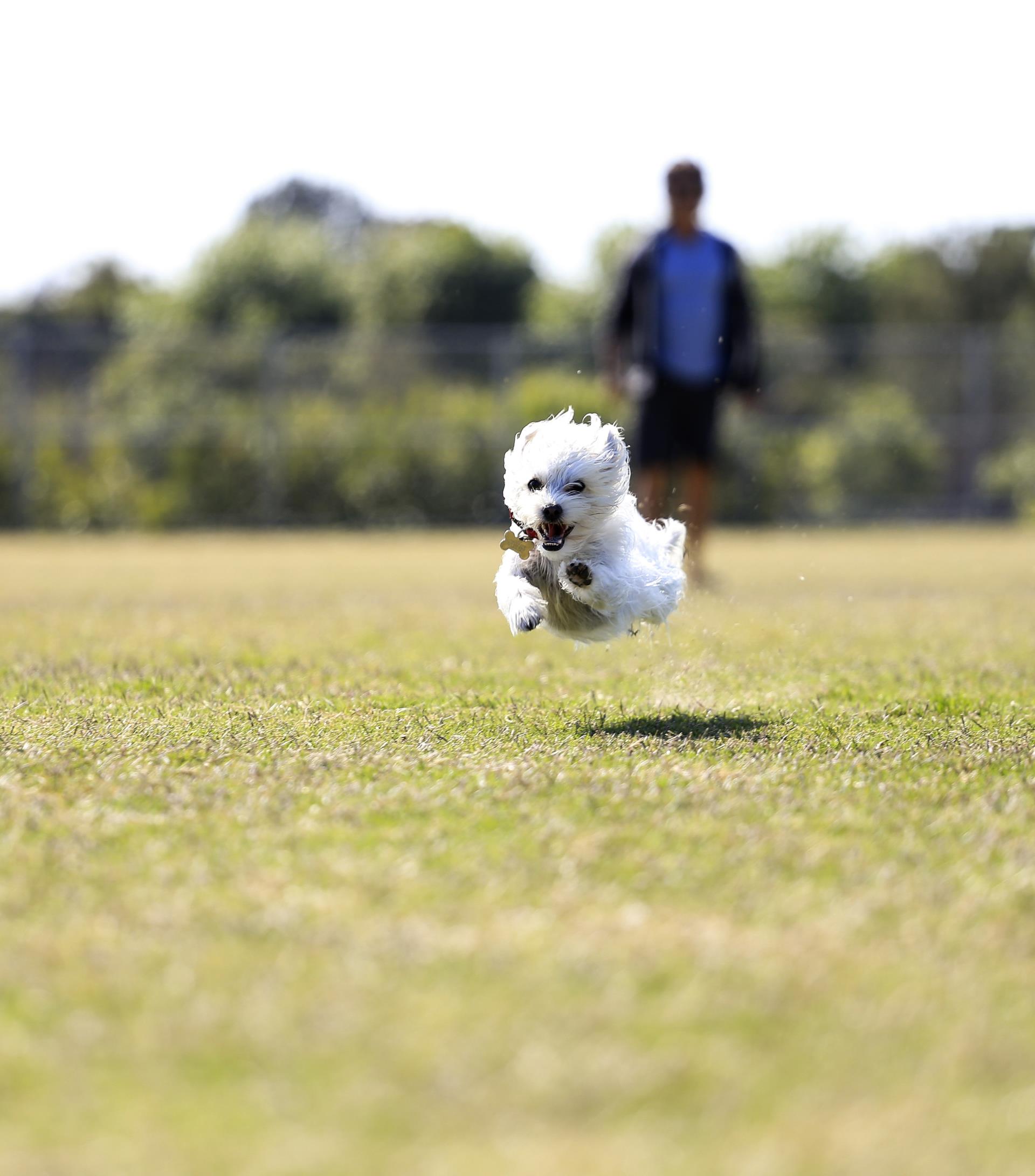 Dog Running