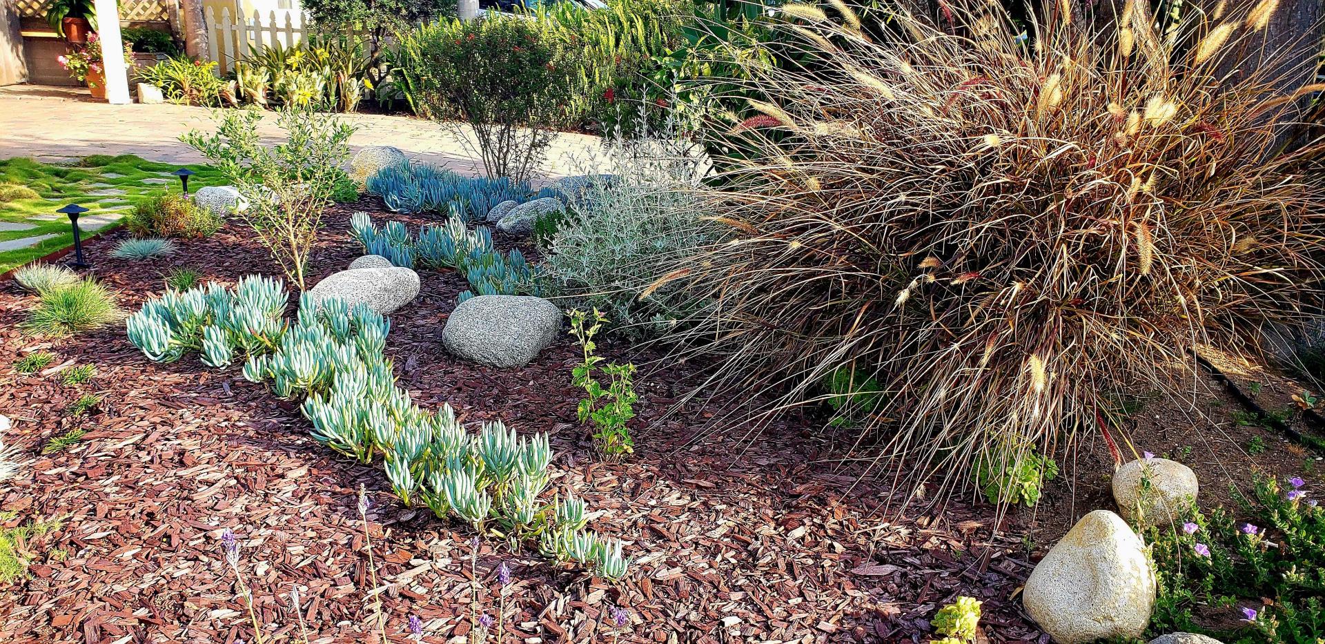 Water efficient yard with Feather Grass