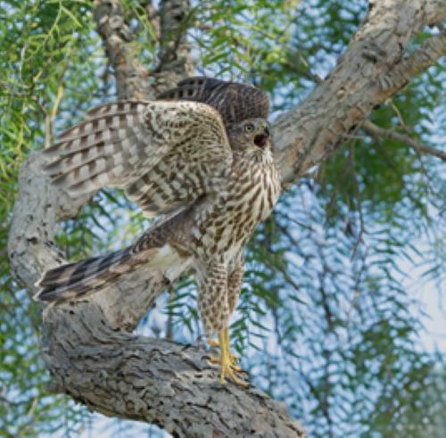 Nesting Raptors at Crest and Wales Drive